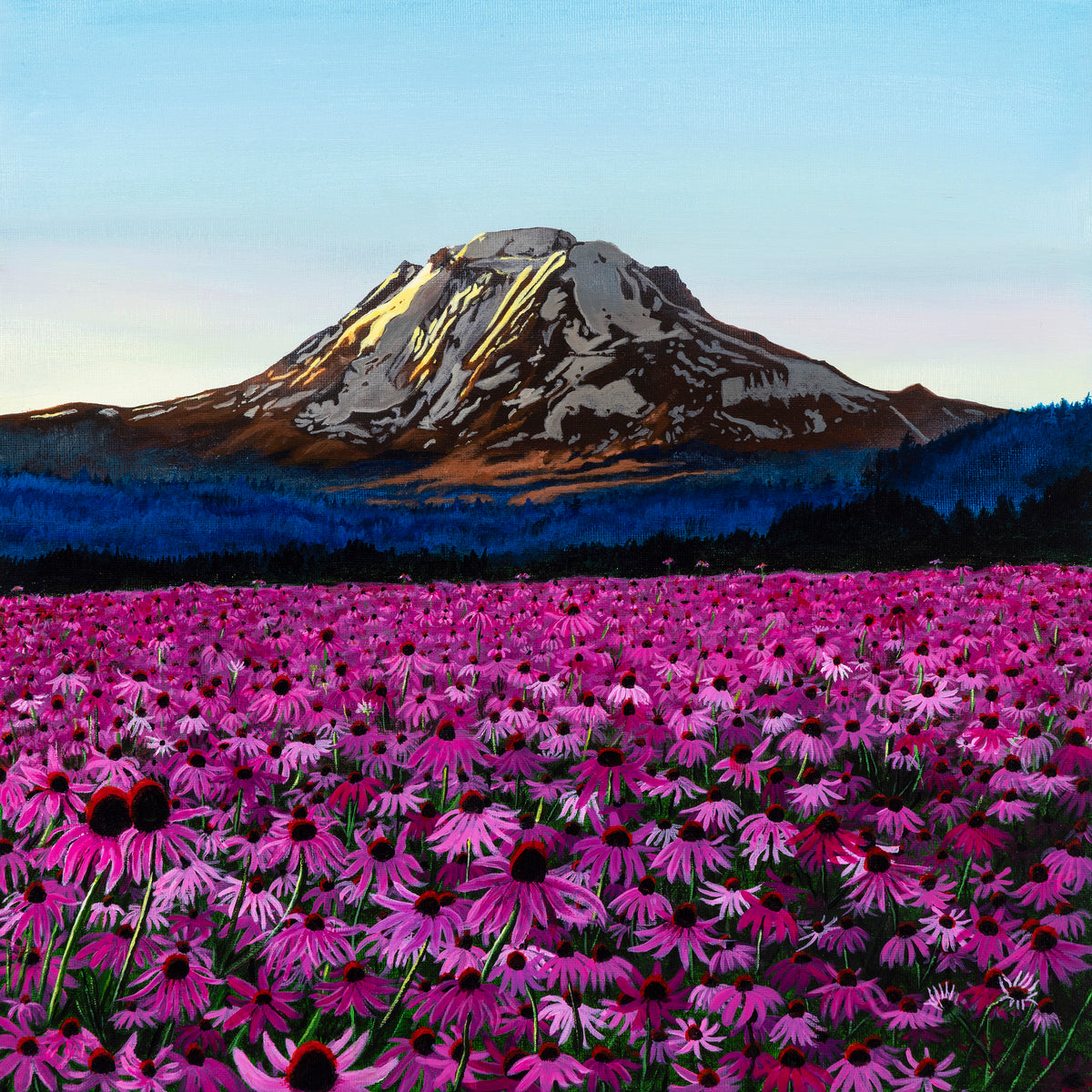 Field of brilliantly painted vivid pink cone flowers with Mt. Adams in the background. The details in the mountain give highlight the snowcapped ridges and crevices. The Perspective of looking from the edge of this field of flowers back to the mountain in the near distance is striking.